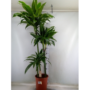 Dracaena fr de 'Art'