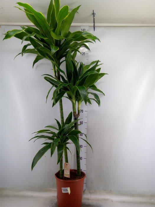 <h4>Dracaena fr de 'Art'</h4>