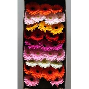 Gerbera Mi Mix