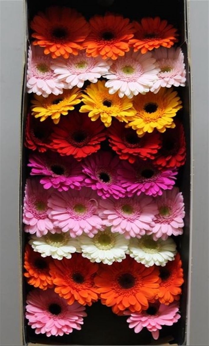 <h4>Gerbera Mi Mix</h4>