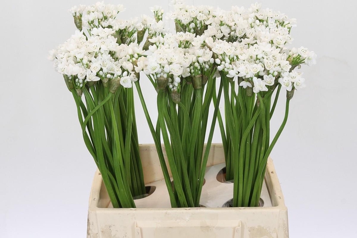 <h4>Allium Flocon</h4>