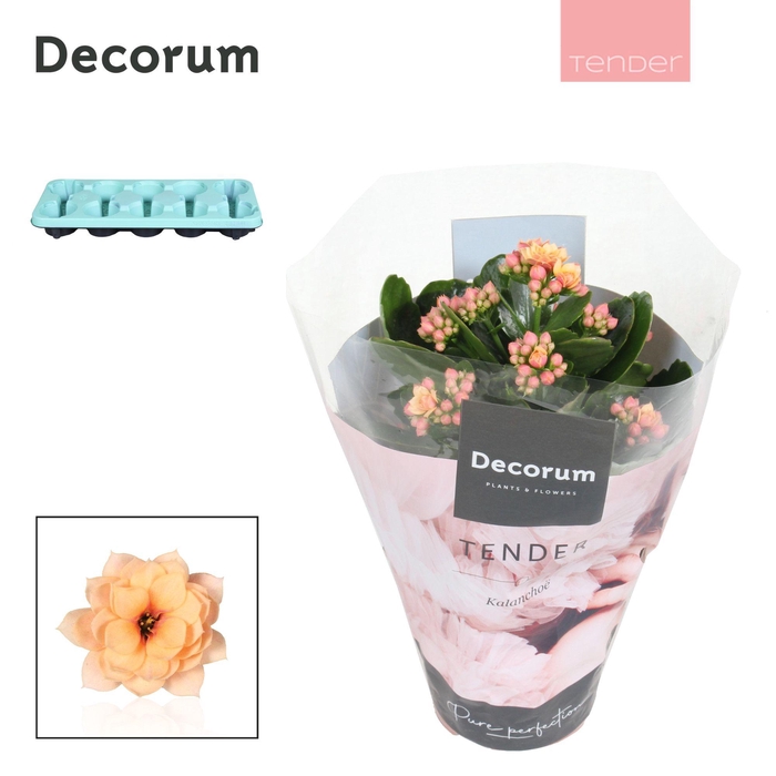 <h4>Kalan Calan Serenity Apricot P10.5</h4>