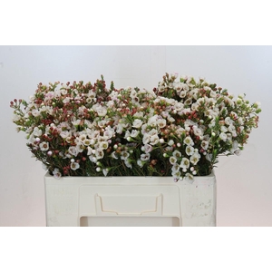 Chamelaucium Moonlight Delight