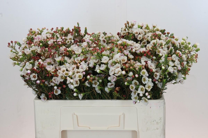 <h4>Chamelaucium Moonlight Delight</h4>