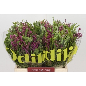 BQ Cape Greenmix