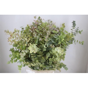 Euca Stuartiana Autumn P Bunch