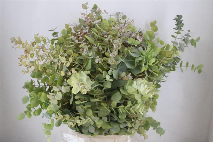 <h4>Euca Stuartiana Autumn P Bunch</h4>