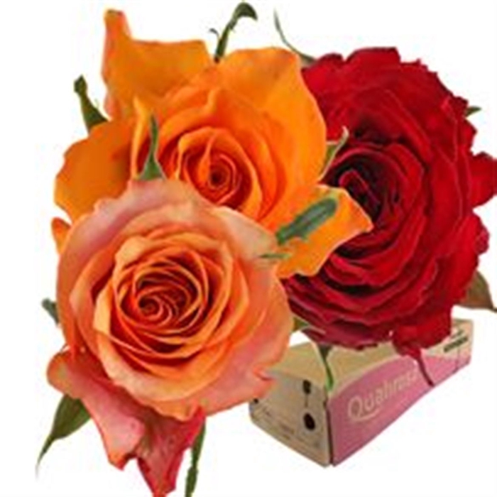 <h4>R Gr Mix African Sunset -in box</h4>