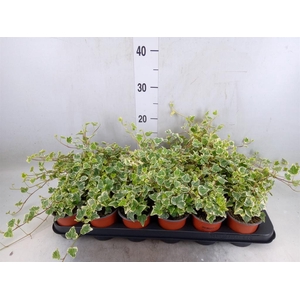 Hedera helix 'White Wonder'
