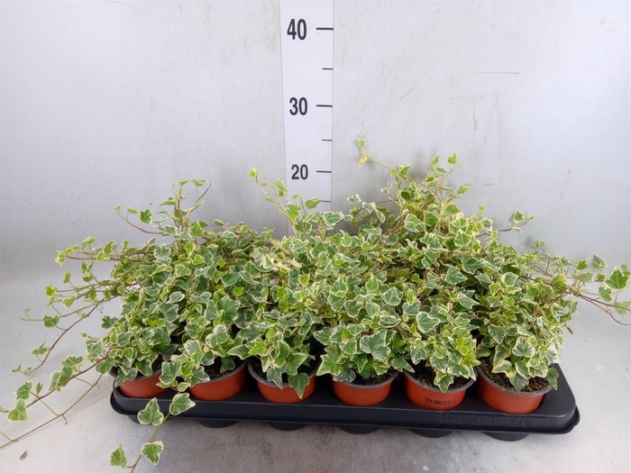 <h4>Hedera helix 'White Wonder'</h4>