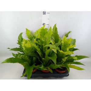 Asplenium antiquum 'Gioia'