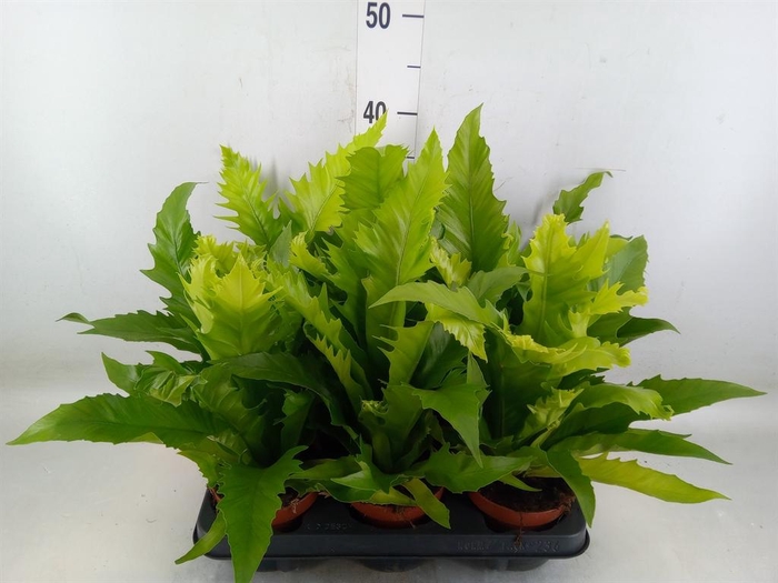 <h4>Asplenium antiquum 'Gioia'</h4>