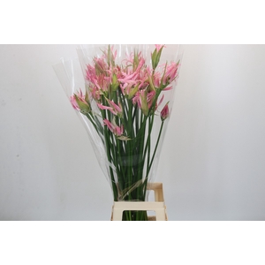 Nerine Pink Wonder