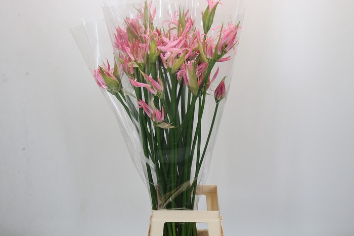 <h4>Nerine Pink Wonder</h4>