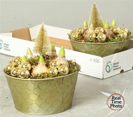 <h4>Arr Hyacinth</h4>