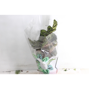 CALATHEA MAKOYAMA P17