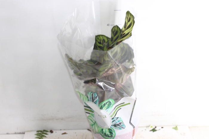 <h4>CALATHEA MAKOYAMA P17</h4>