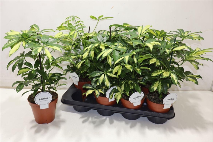 <h4>Schef Ar Gerda</h4>