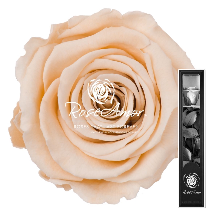 30cm Stem Cha01