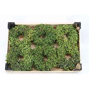 Wr Sierfruit Juniperus Mini 12cm