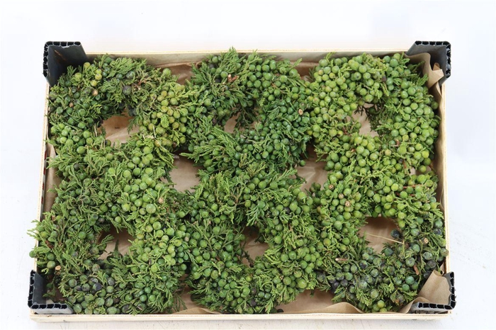 <h4>Wr Sierfruit Juniperus Mini 12cm</h4>