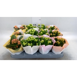 Kalanchoe blos.   ..rosebud mix  4