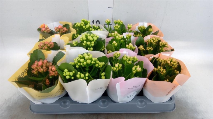 <h4>Kalanchoe blos.   ..rosebud mix  4</h4>