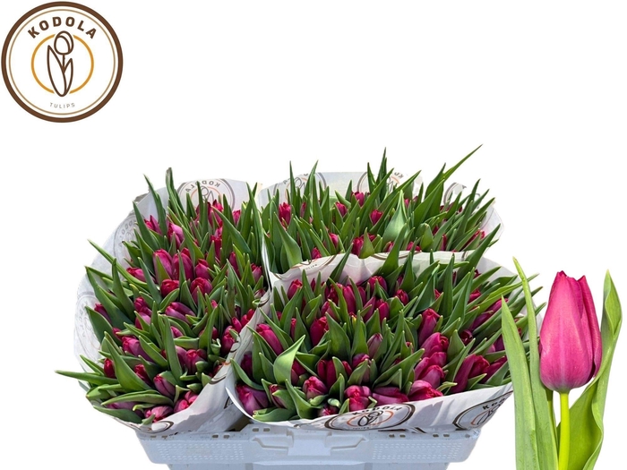 <h4>TU EN SWEET ROSY</h4>