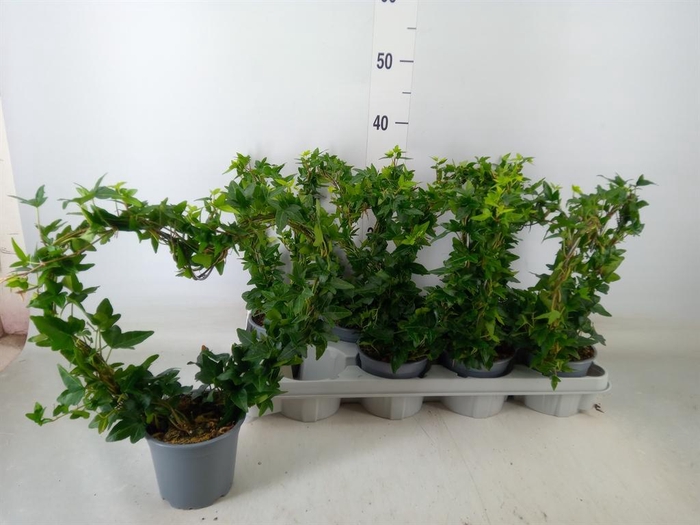 <h4>Hedera helix</h4>