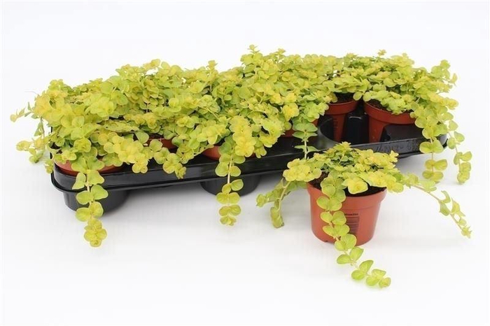 <h4>Lysimachia nummularia</h4>