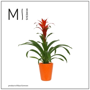 Mimesis Guzmania Suerte Orange - 13 cm in Florence