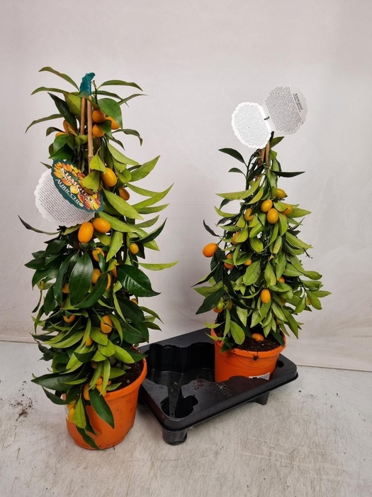 <h4>CITR MARGARITA</h4>