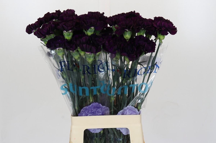 Dianthus St Florigene Moonvista