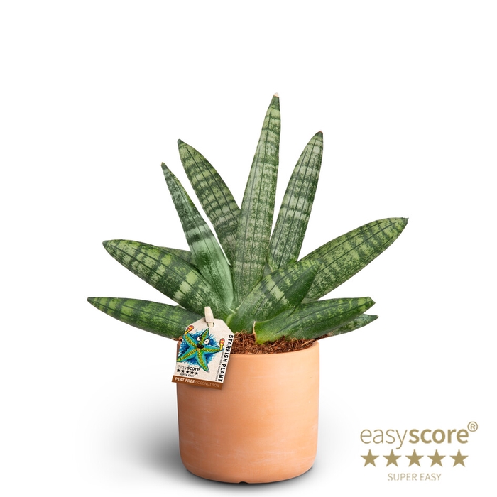 SANSEVIERIA BONCELLENSIS P10