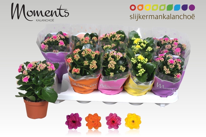 <h4>KAL GE GEM 4 KL</h4>