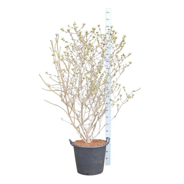 <h4>Viburnum carlcephalum</h4>