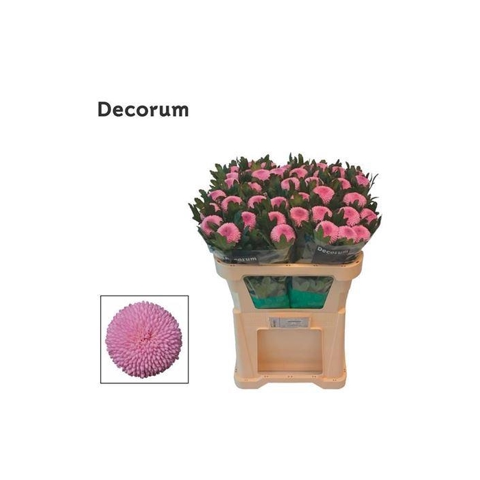 <h4>Chr G Momoko</h4>