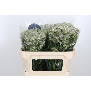 Astr Billion Star Xl