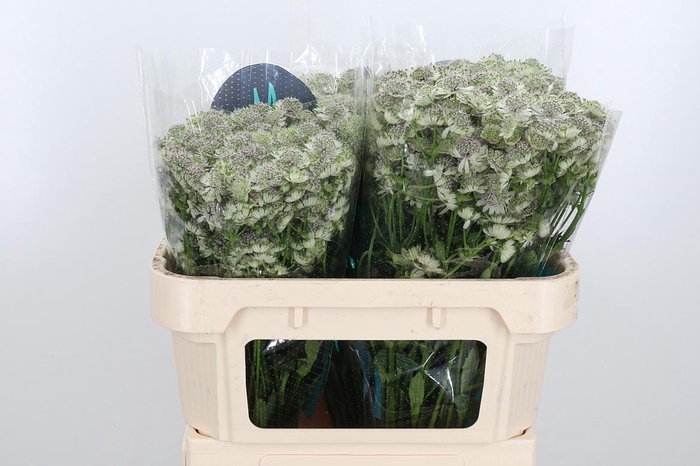 <h4>Astr Billion Star Xl</h4>