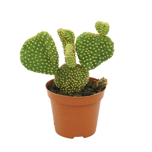 Opuntia microdasys