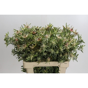 Leucadendron Ayoba Star Pearl