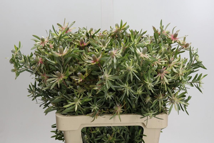 <h4>Leucadendron Ayoba Star Pearl</h4>