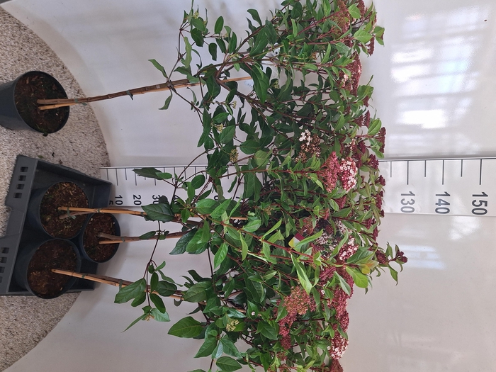 <h4>VIBU TINUS SPIRIT</h4>