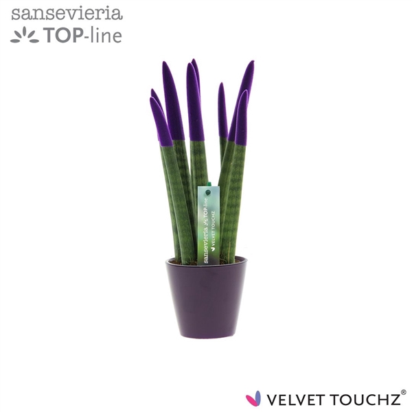 <h4>Sansevieria VELVET TOUCHZ® Paars In keramiek R'dam</h4>