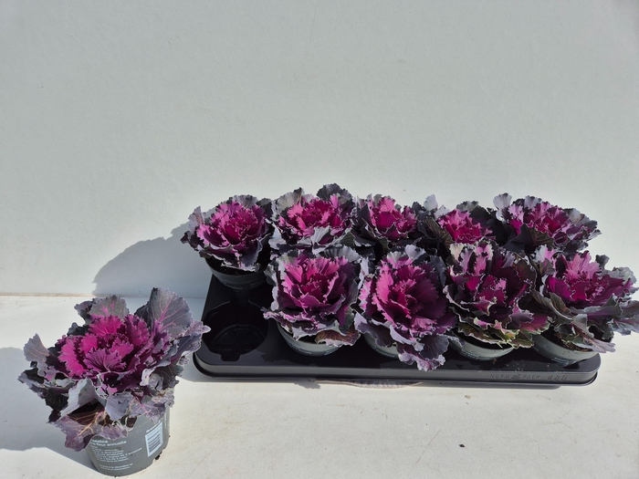 <h4>BRASSICA (SIERKOOL)</h4>
