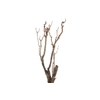 Syringa Branch Super Joplin