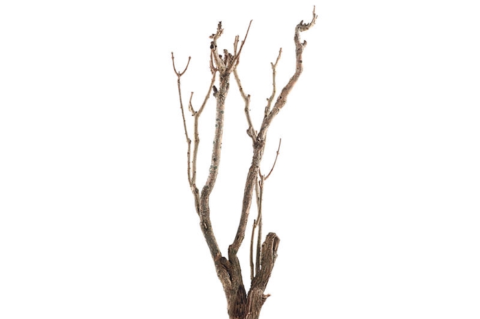 Syringa Branch Super Joplin