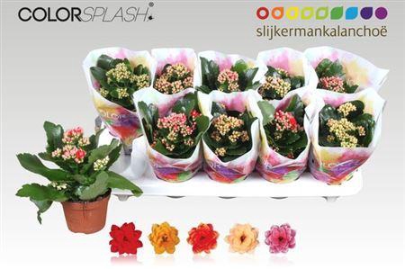 <h4>Kal Ge Gem 5 Kl</h4>