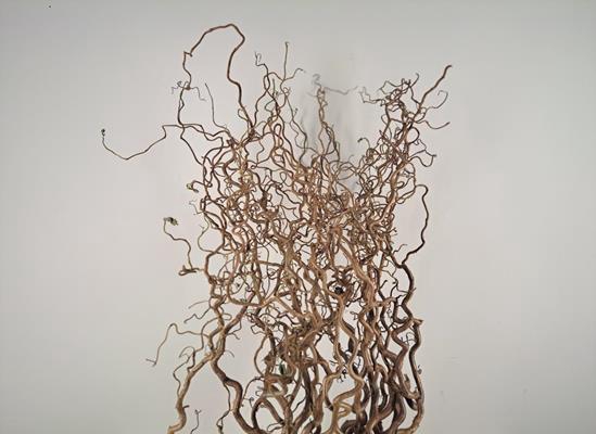 <h4>Corylus (2-jarig)</h4>