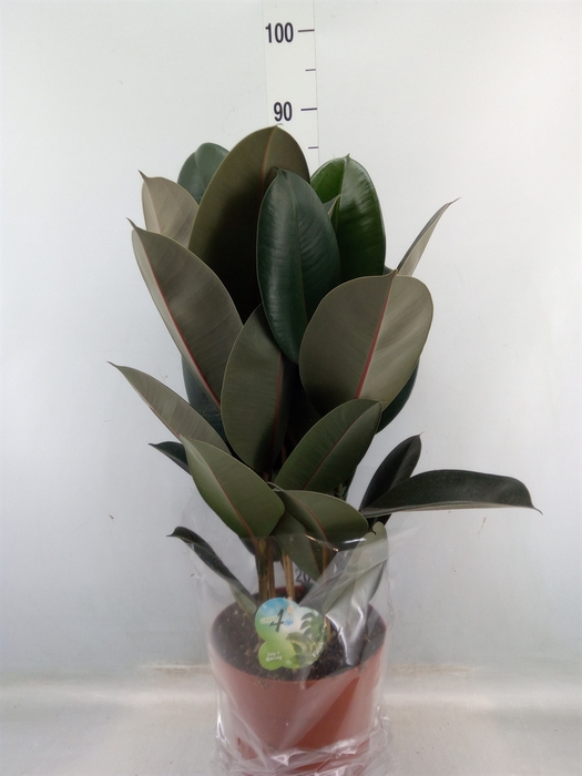 <h4>Ficus elastica 'Abidjan'</h4>